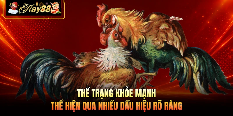 Nhà cái Hay88 Thể trạng khỏe mạnh thể hiện qua nhiều dấu hiệu rõ ràng